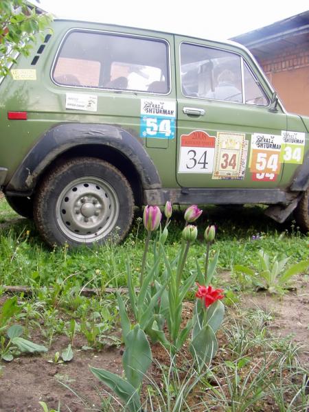 Тюльпаны и машина